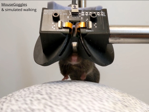 VR goggles for Mice offers new insight into neural pathways